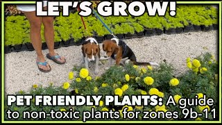 BEST PET FRIENDLY PLANTS