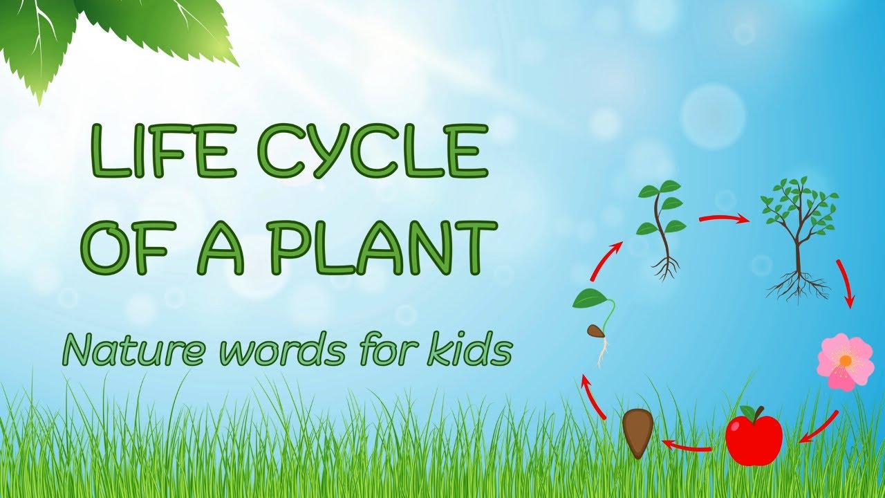 ESL: The Life Cycle of a Plant – Learn Nature Words for Kids!