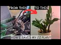 How to Save a Dying ZZ Plant? Root Rot Treatment