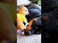 🤣I didn't do that😭🐾🤣 #pets #petshub #funnyvideos #shortsfeed #shorts #pets #naughtypets #funny #cute