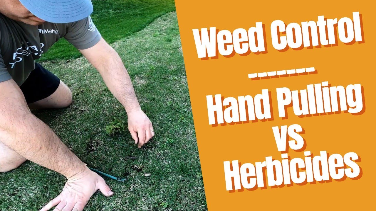Hand Pulling Beats Herbicide Weed Control... Almost Every Time YouTube