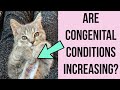 Are more kittens being born with medical conditions