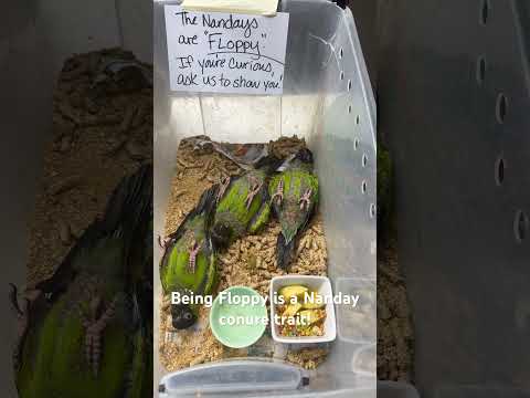 Nanday conures are “floppy”!