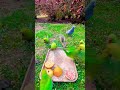 The 🦜world's most beautiful and iconic Parrots #youtubeshorts #shorts #shorts-feed #birds #Parrots