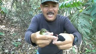 The Easiest Trap For Forest Orioles