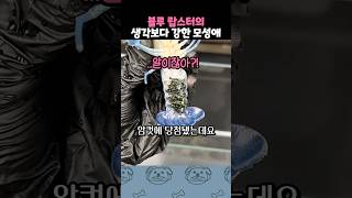 블루 랍스터의 놀라운 모성애