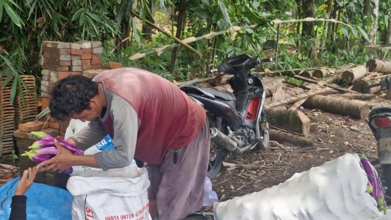 STEP-BY-STEP: MANUAL PACKING OF SUPER EGGPLANTS FROM FARM TO SACK - Agriculture Gardening