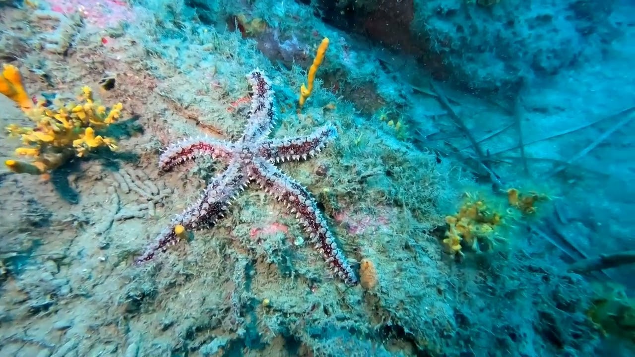 martasteria colorata