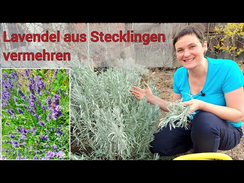Video: Kann Lavendel aus Stecklingen wachsen?