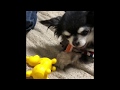 小型犬チワワ　ミーナ　おもちゃに夢中です。
