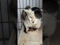 ガリガリボロボロの猫がフワフワムチムチになる😊