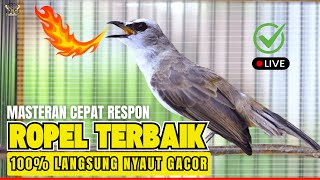 TRUCUKAN GACOR ROPEL PANJANG | Pancingan & Masteran Ampuh Bikin Burung Trucuk Full Gacor NAYUT Emosi