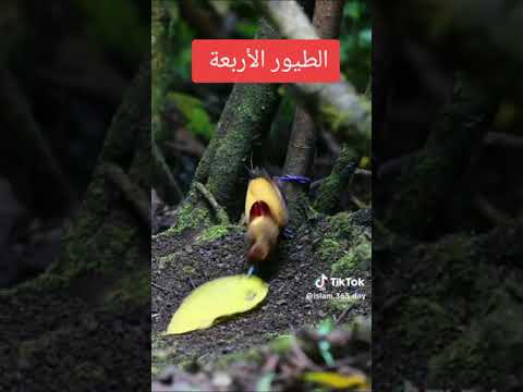 الطيور الاربعة التي ذبحها نبي الله إبراهيم ووزعها على الجبال وأصبحت لا تطير الى يومنا هذا الطيور الاربعة التي ذبحها نبي الله إبراهيم ووزعها على الجبال وأصبحت لا تطير الى يومنا هذا