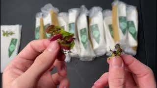 10  Carnivorous Plants from Diflora - Unboxing and Review
