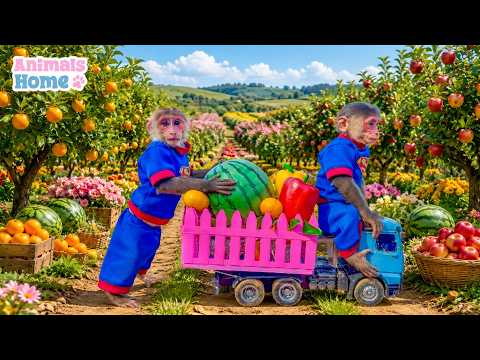 BiBi monkey goes to the fruit garden to harvest fruit