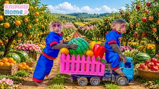 BiBi monkey goes to the fruit garden to harvest fruit