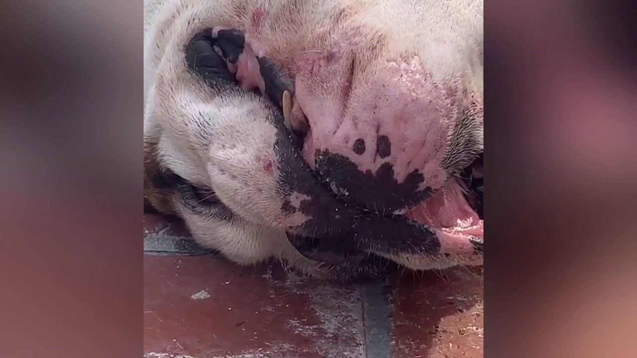 No Furniture House Tour Vlog