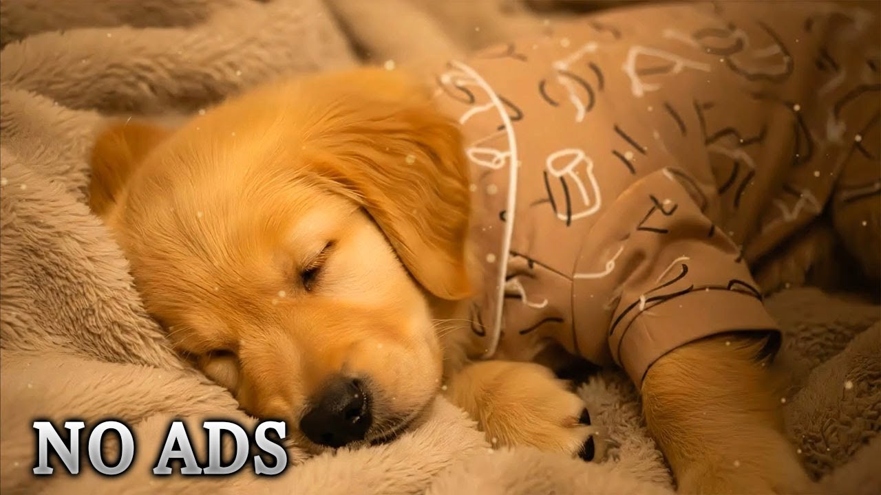 Успокаивающая музыка для собак, помогающая снять тревогу 🐶 Расслабьтесь, успокойтесь и засните | 12