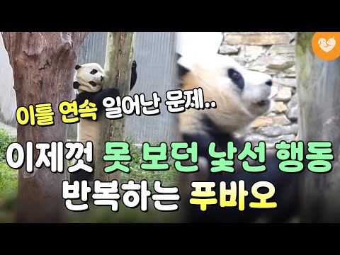 “이틀 <strong>연속</strong> 일어난..” 평소에 안하던 <strong>행동</strong> 한 푸바오 모습에 팬들 걱정 커지고 있다