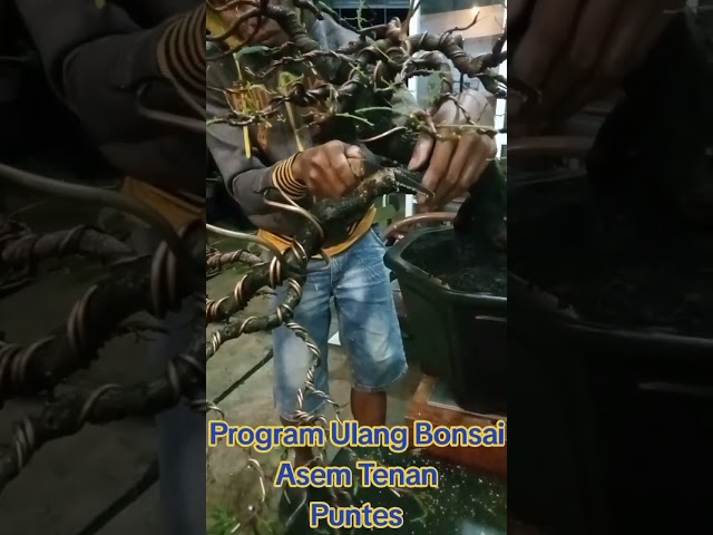 Program Ulang Bonsai Asem class=