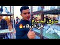 جوله في سوق الحمام في الزرقا وأسعار الحمام 