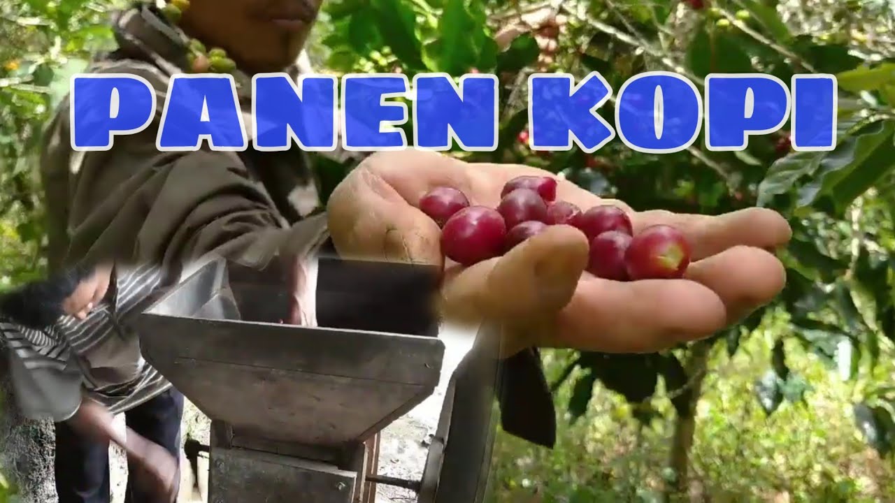 PANEN KOPI - YouTube