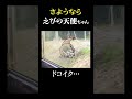さよならえびの天使ちゃん【えびの天使ちゃん研究レポート】 #shorts