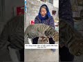 đại ca mèo mướp