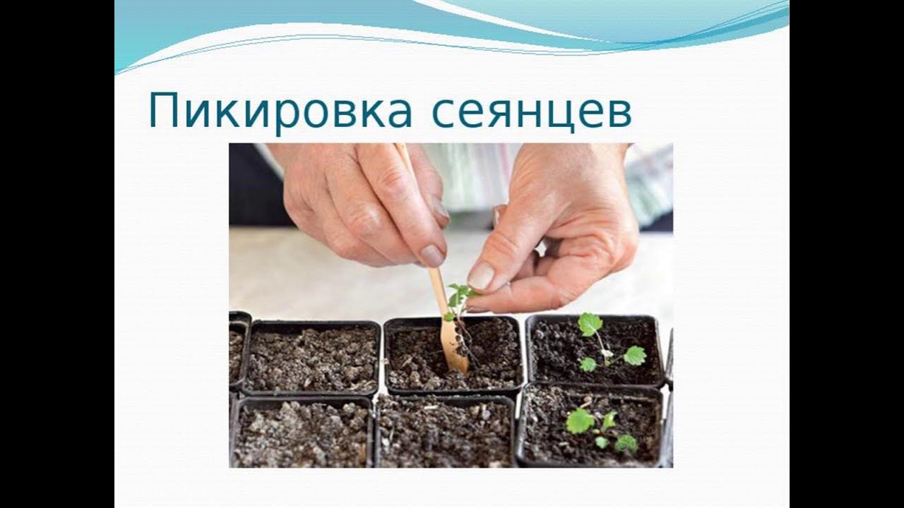 схема пикирования томатов. пикировка рассады это. пикировка рассады это. пикировка рассады томатов. пикирование рассады что это.