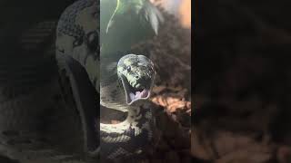 Celebrity AMAZING MORELIA SPILOTA MCDOWELLI (CARPET PYTHON) SWALLOWS A CHICKEN Wealth