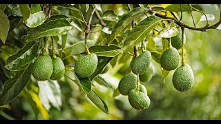 Why you need to invest in Hass Avocado  Farming