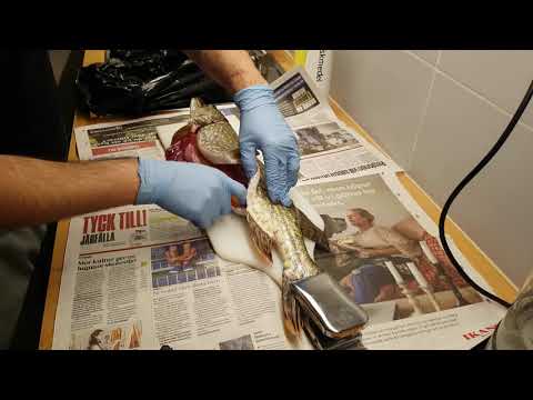 Video: Hvilken Fisk Har Svart Kaviar