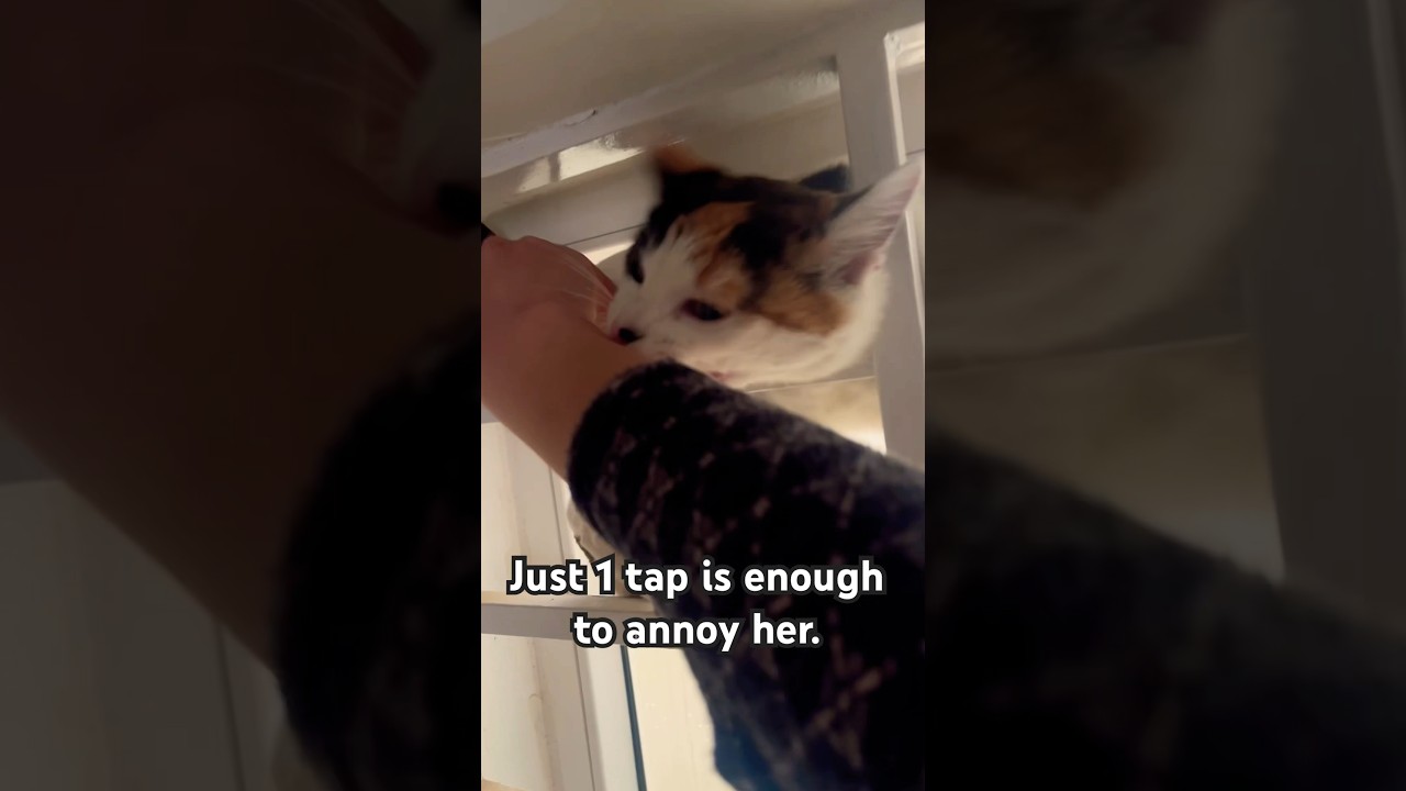 How many taps until your pet’s mad? 