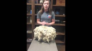 WOOL JUDGING -GUS HOLBEIN