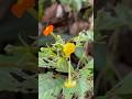 Sriparna or the dhobi tree!#shortsfeed #shortsyoutube #nature #flowers #shorts