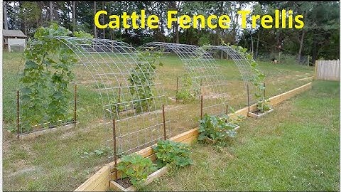 Simple DIY Grape Trellis
