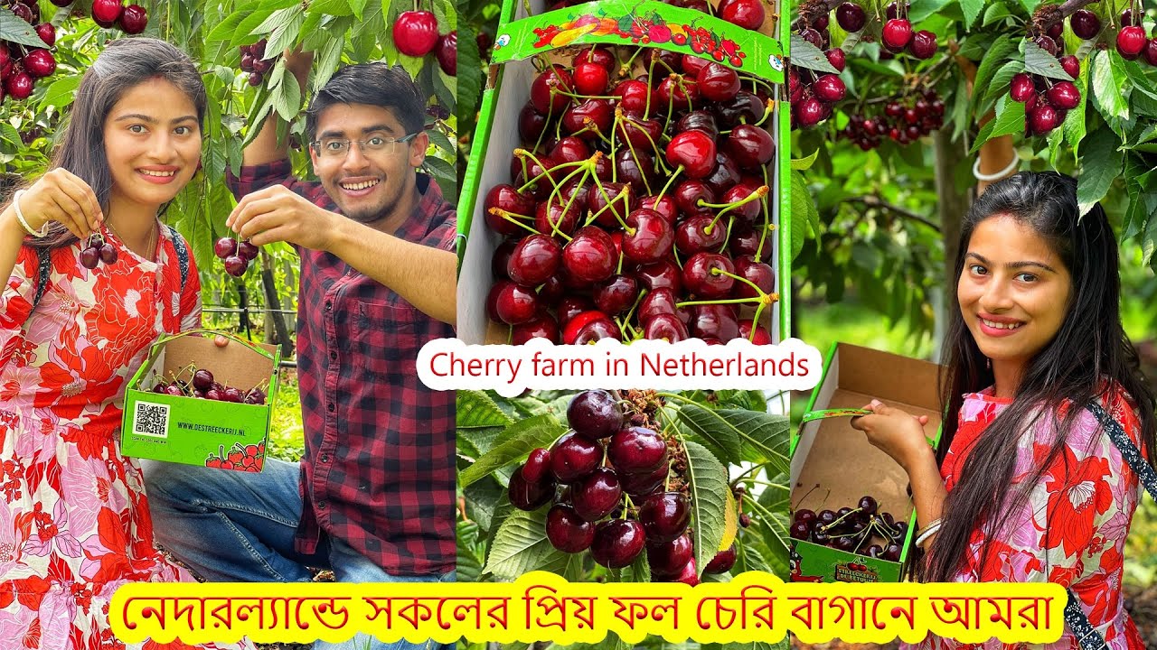 আজকে গেলাম নেদারল্যান্ডের সকলের প্রিয় এক ফলের বাগানে.মন ভরে ফল পারলাম .Cherry Picking in Netherlands