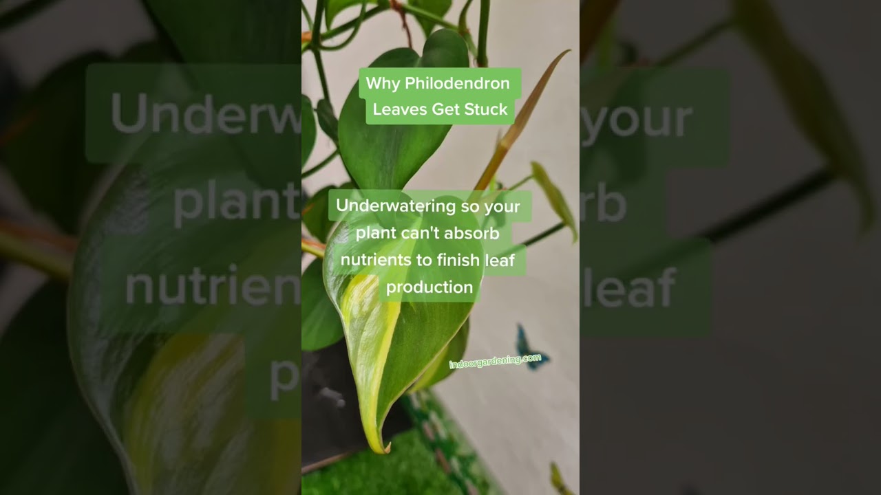 philodendron melo Alocasia 'Melo' Aurea Variegated *Grower's Choice*