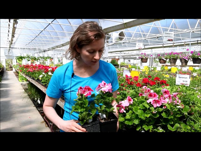 2022 Favourite Flowers at Green Valley Garden Centre