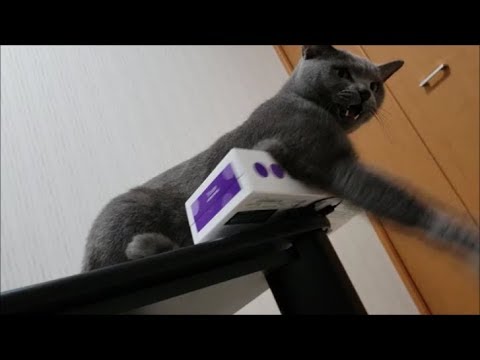 他の猫が飼い主に甘えようとすると怒るわがまま灰色猫 - YouTube