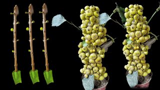 Biggest Cutting We've ever Rooted: How To Grow A Fig Tree From A Cutting | Extreme Plant Propagation