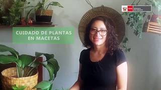 Cuidados de plantas en macetas