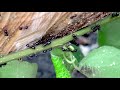 Emigrants  short nature documentary about ants  nature textures tv