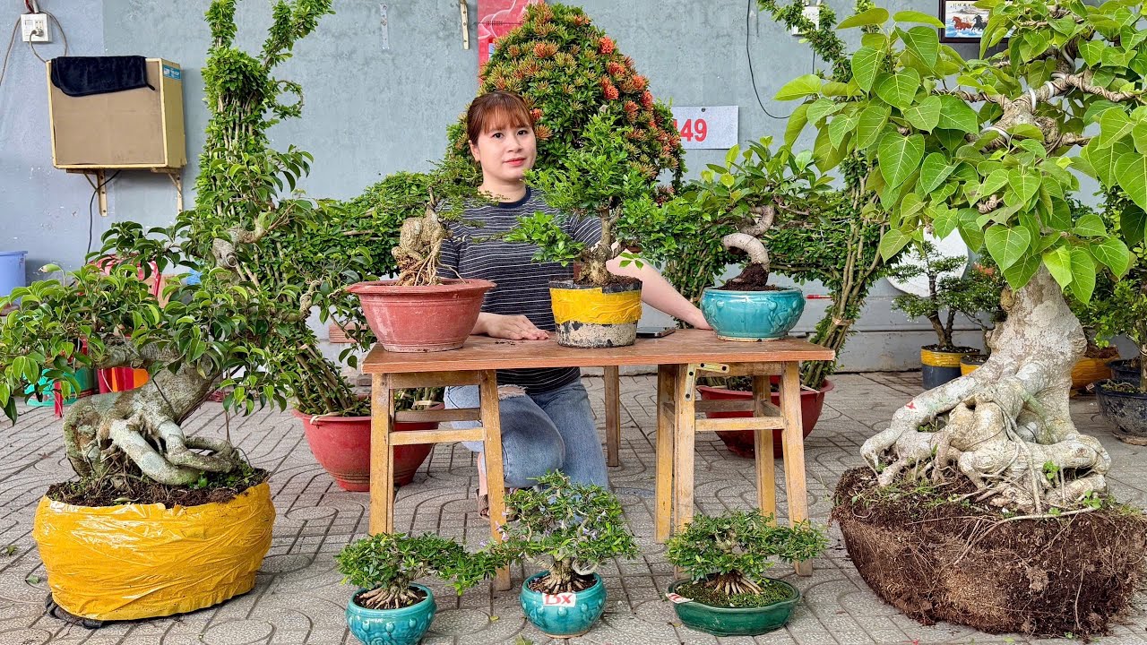 Lâm Vồ, Cần Thăng, Sanh Sam Si Mai Trang Nguyệt Sơri Siro Me (có mã giảm 6/3) Thúy An