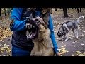 НАПАДЕНИЕ БЕШЕНОЙ ОВЧАРКИ/ rabid dog attacks