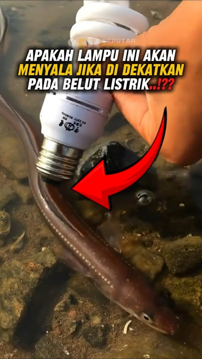 SENGATAN BELUT LISTRIK #belutlistrik #animals #shorts