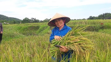 GẶT LÚA TRÊN BẢN MƯỜNG NGỌC LẶC