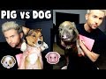 PIG vs DOG: Testing Pets Intelligence