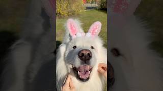 Easter headbands 🐰🌸 #dog #samoyed #headbands #easter #cute