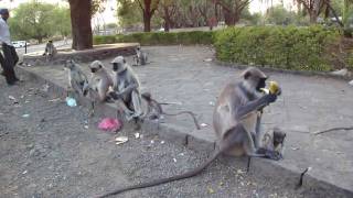 monkeys near Ellora caves (India)